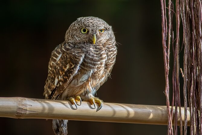 Half Day Birding in Angkor Wat - Capturing Beautiful Bird Photographs at Angkor Wat