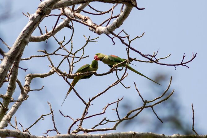 Half Day Birding in Angkor Wat - Must-Visit Birding Hotspots Near Angkor Wat