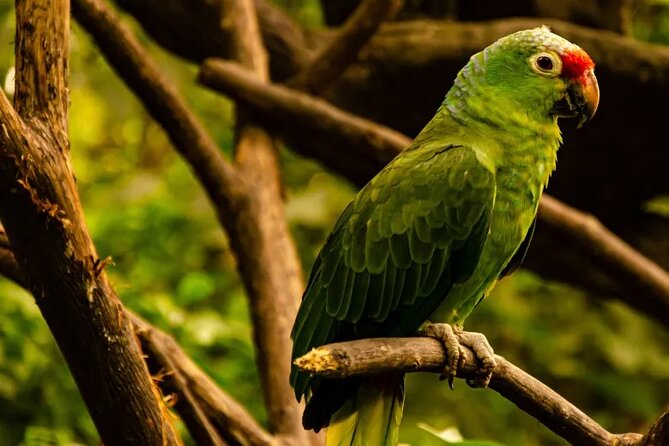 Half Day Birdwatching in Cerro Blanco From Guayaquil - What To Expect