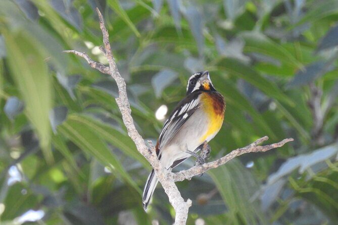 Half-Day Birdwatching Puerto Morelos - The Itinerary: What You Can Expect