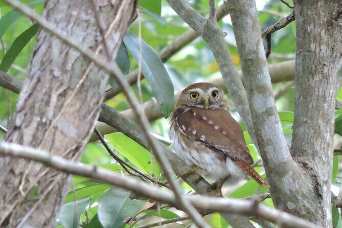 Half-Day Birdwatching Puerto Morelos - Authentic Insights from Past Participants