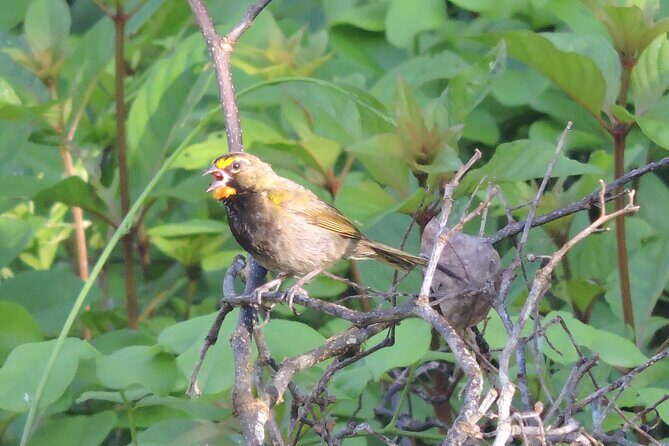 Half-Day Birdwatching Puerto Morelos - Cancellations and Practicalities