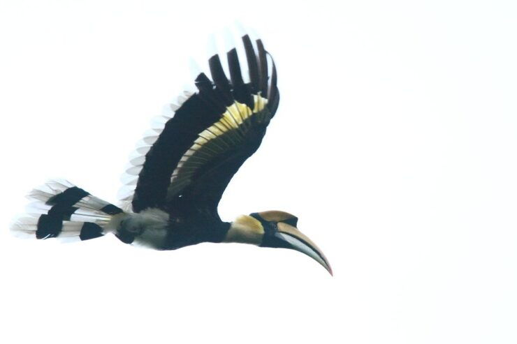 Half-Day Birdwatching Tour From Langkawi - Experience