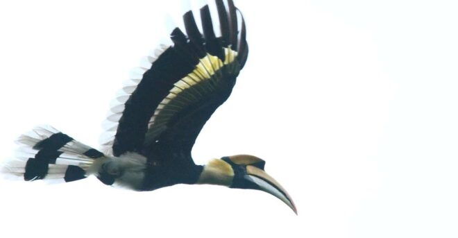Half-Day Birdwatching Tour From Langkawi - Review From a Traveler
