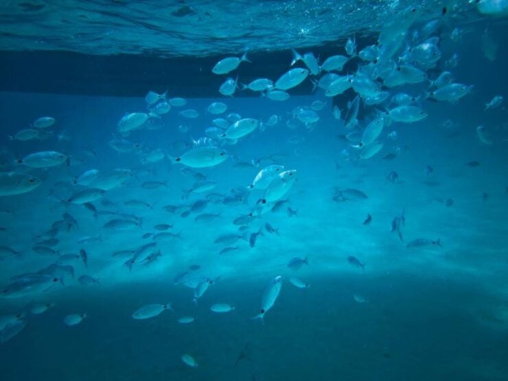 Half-Day Boat &Snorkeling Tour to La Maddalena - Good To Know