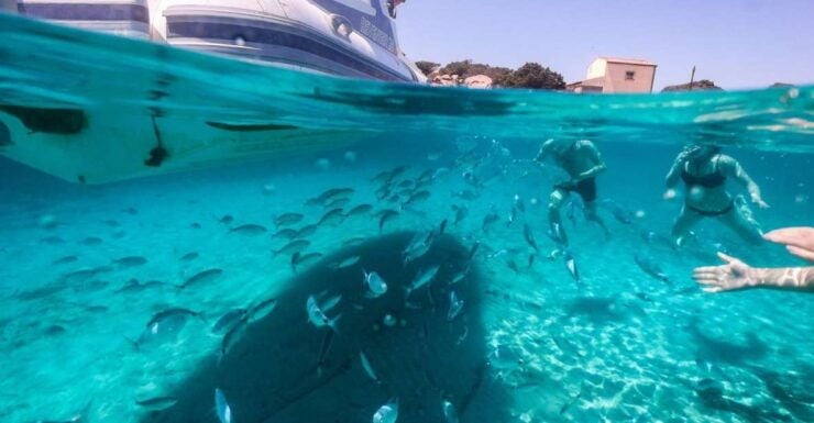 Half-Day Boat &Snorkeling Tour to La Maddalena - Itinerary