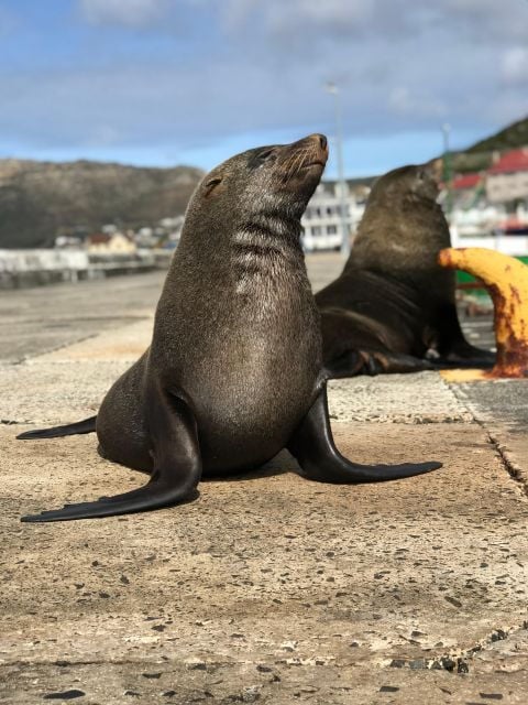 Half Day Boulders Beach and Penguin Encounter - Tour Description
