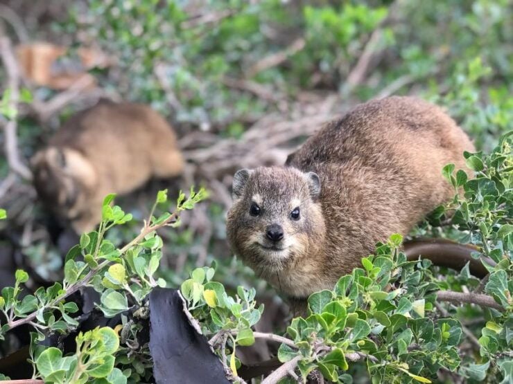 Half Day Boulders Beach and Penguin Encounter - Additional Information