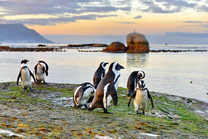 Half Day Boulders Penguins and Cape Point Small Group Tour - Tour Overview and Inclusions
