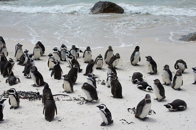 Half Day Boulders Penguins and Cape Point Small Group Tour - Positive Reviews