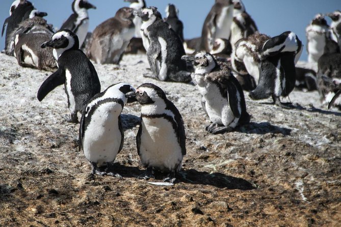 Half Day Boulders Penguins and Cape Point Small Group Tour - Boulders Beach Penguin Colony