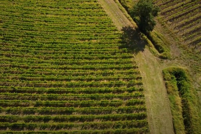 Half-Day Brunello Di Montalcino Wine Tour From Siena - Pricing and Booking