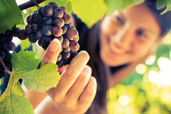 Half-Day Brunello Di Montalcino Wine Tour From Siena - What To Expect