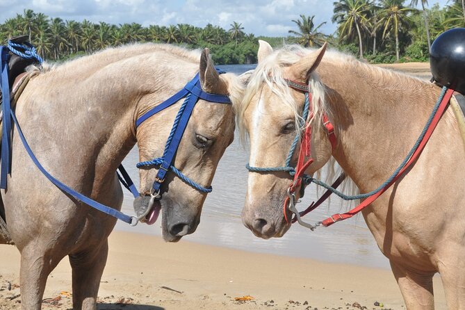 Half Day Buggies and Horseback Experience in Punta Cana - Traveler Photos