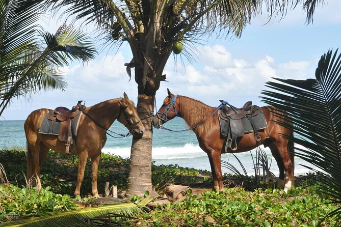Half Day Buggies and Horseback Experience in Punta Cana - The Sum Up