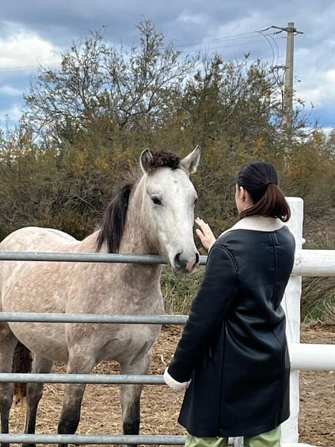 Half Day Camargue Wine Tour: Fortified City and Rosé Wines - Key Points