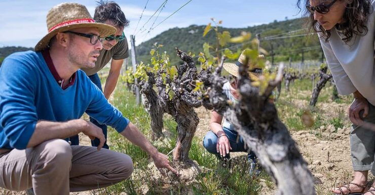Half Day Camargue Wine Tour: Fortified City and Rosé Wines - Itinerary Details