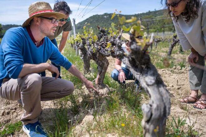 Half Day Camargue Wine Tour: Fortified City and Rosé Wines - Experience Highlights