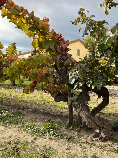 Half Day Camargue Wine Tour: Fortified City and Rosé Wines - Customer Reviews