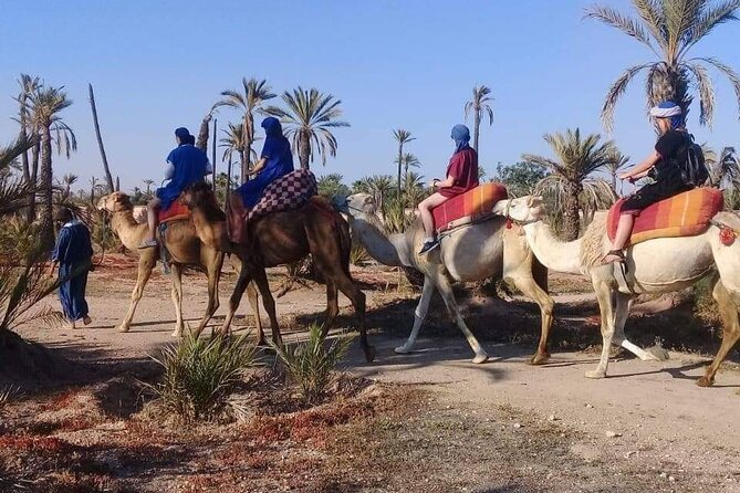 Half Day Camel Ride Palm Grove - Location