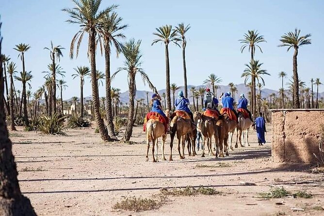Half Day Camel Ride Palm Grove - Duration