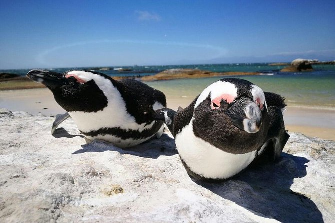 Half-Day Cape Peninsula Tour From Cape Town - Directions