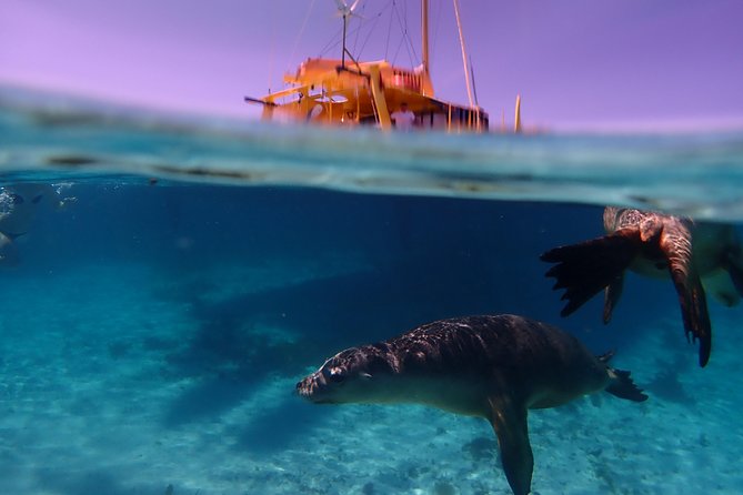 Half-Day Catamaran Tour With Kayaks and More, Carnac Island  - Fremantle - Additional Info