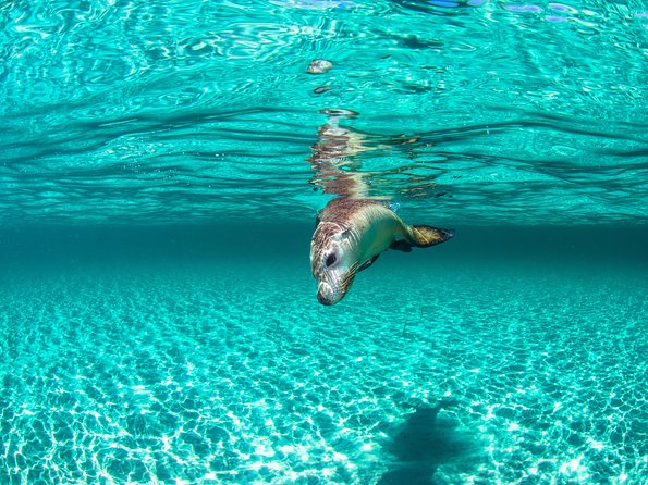 Half-Day Catamaran Tour With Kayaks and More, Carnac Island  - Fremantle - Cancellation Policy and Reviews