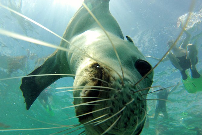 Half-Day Catamaran Tour With Kayaks and More, Carnac Island  - Fremantle - Background