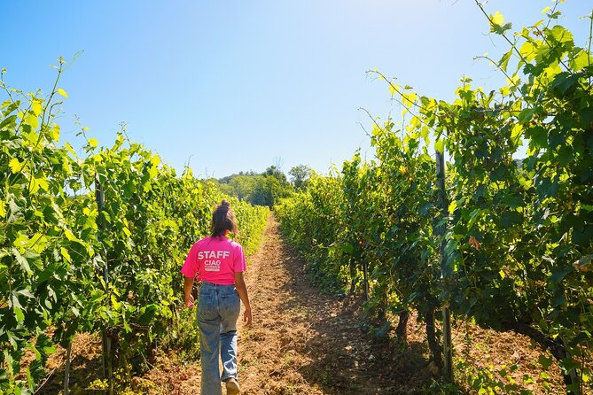 Half Day Chianti Vineyard Escape From Florence With Wine Tastings - The Sum Up