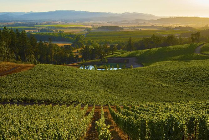 Half Day Chianti Wine Tour With Private Luxury Van - Itinerary Highlights