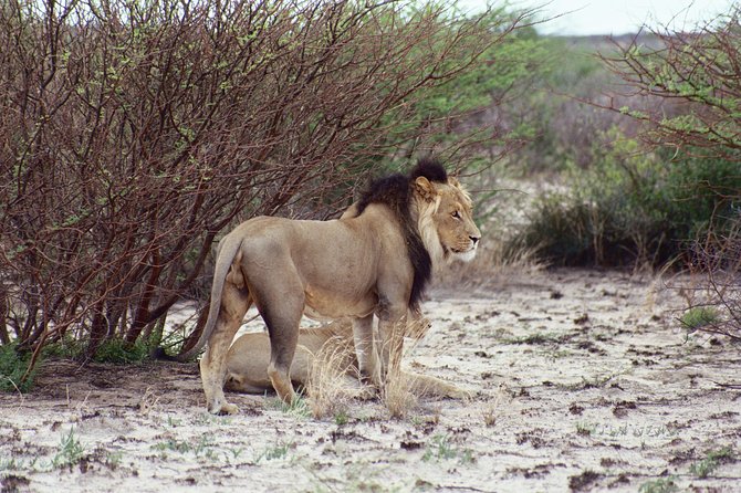 Half Day Chobe Game Drive - Good To Know