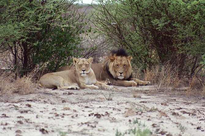 Half Day Chobe Game Drive - Pickup and Transportation
