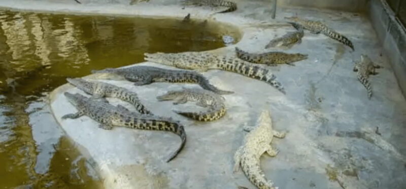 Half Day City Joiners Tour | Puerto Princesa - Good To Know