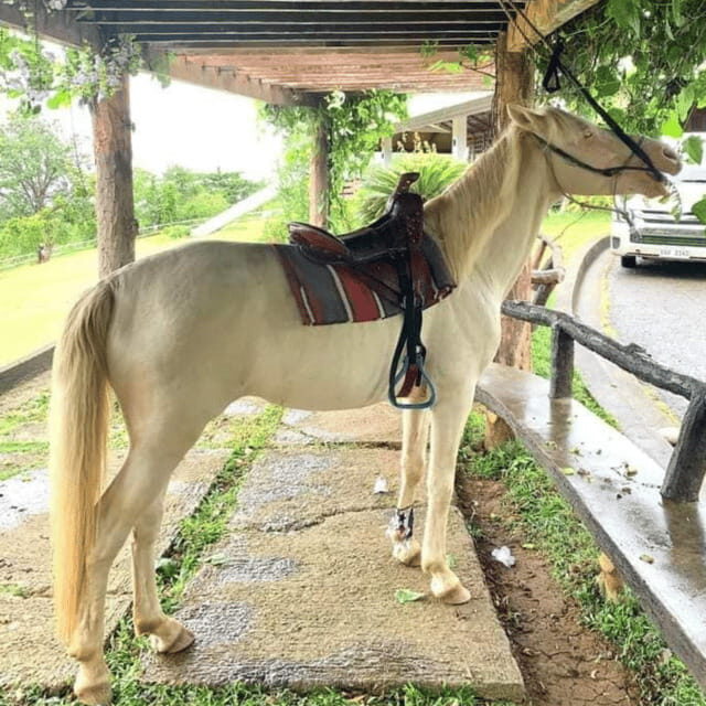 Half-Day City Tour | Puerto Princesa - What to Expect: Practical Details & Insights