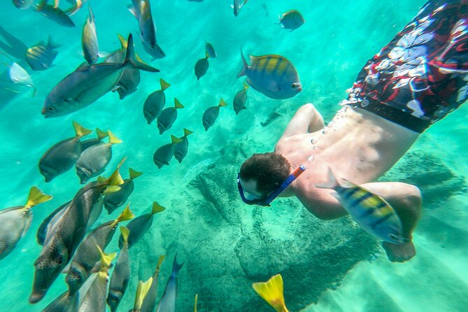 Half-Day Coast Tour With Snorkeling at Chileno Beach  - San Jose Del Cabo - The Sum Up