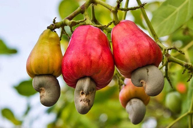 Half Day Colourful Phuket City Tour - Historic Streets of Old Town