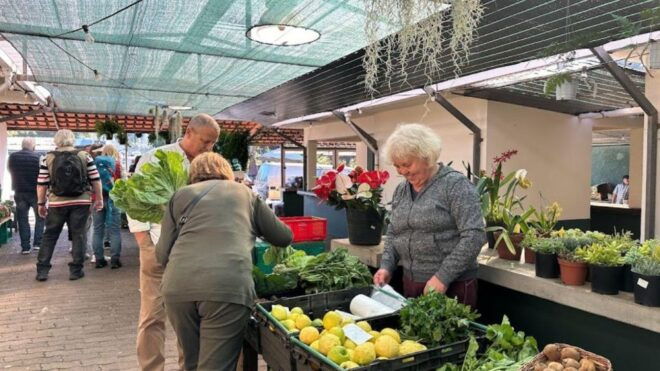 Half-Day Country Market Tour on Madeira Island - Activity Description