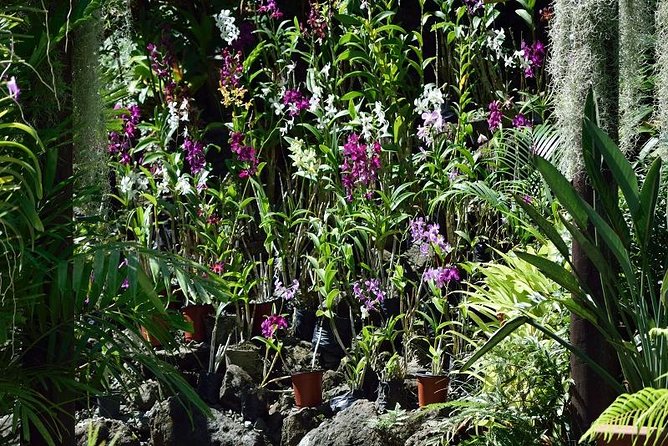 Half-Day Culture and Sightseeing Tour: Highlights of Viti Levu  - Denarau Island - Weather-Dependent Tours