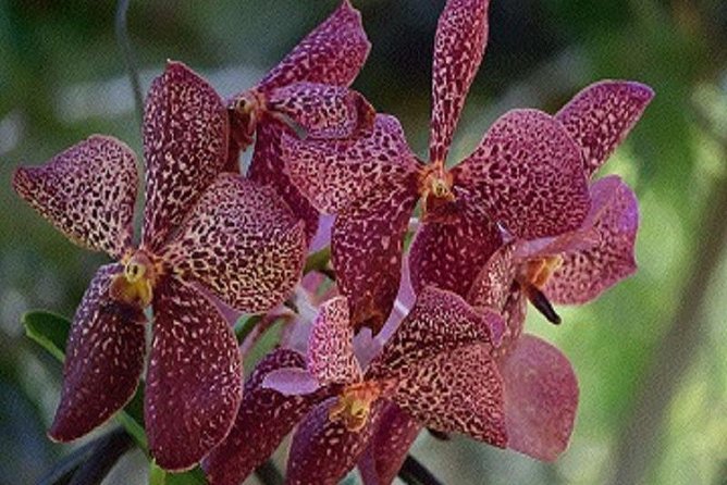 Half-Day Culture and Sightseeing Tour: Highlights of Viti Levu  - Denarau Island - Contact Information and Pricing Details