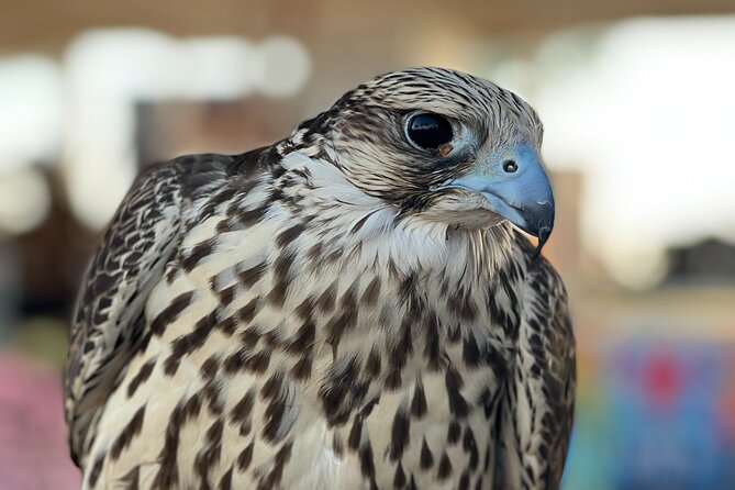 Half Day Desert Experience Camel Dune BBQ ATV Option - Reviews
