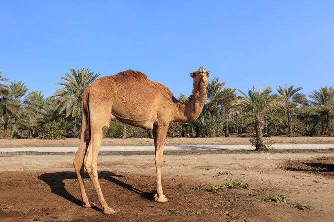 Half-Day Desert Private Tour From Manama - Cancellation Policy