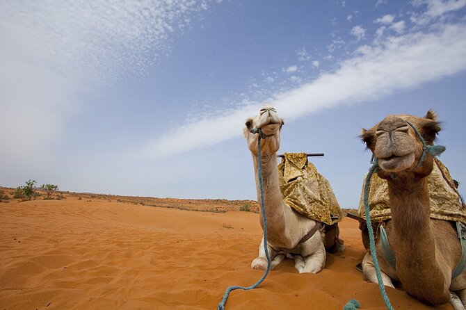 Half-Day Desert Safari Dubai With BBQ Dinner - Overview of the Experience