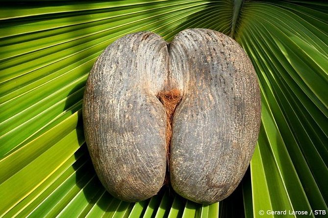 Half Day Discovery Tour of Vallee De Mai on Praslin Island - Tour Details