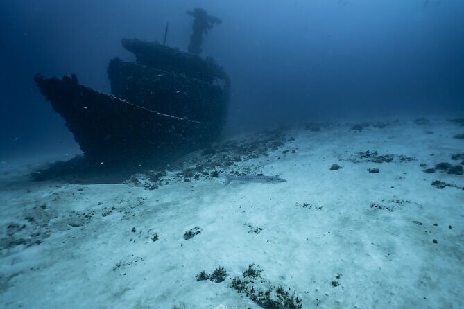 Half Day Dive Trip to the Cozumel reef - Exploring the Cozumel Reef: What to Expect on Your Half-Day Trip