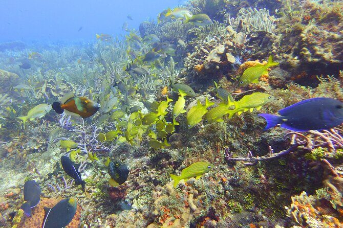 Half Day Dive Trip to the Cozumel reef - Analyzing the Cost and Value