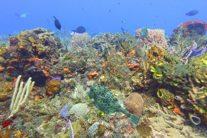 Half Day Dive Trip to the Cozumel reef - FAQ