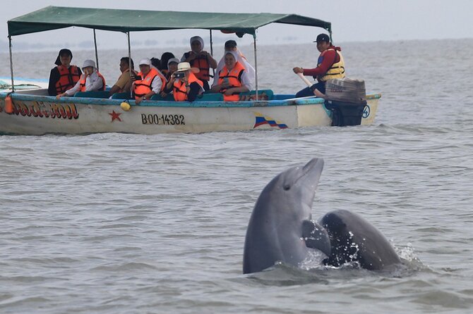 Half-Day Dolphin and Bird Watching in the Mangrove Forest of Puerto Del Morro - What to Expect