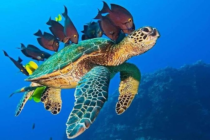 Half-Day Dolphin & Snorkeling Tour in Mnemba Island Zanzibar - Pricing and Booking Options
