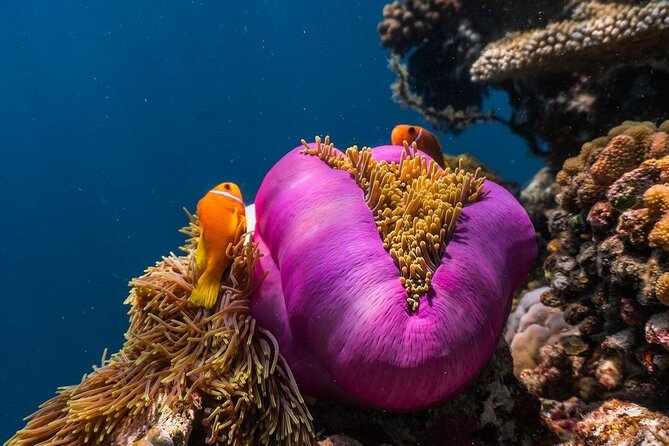 Half-Day Dolphin & Snorkeling Tour in Mnemba Island Zanzibar - Frequently Asked Questions